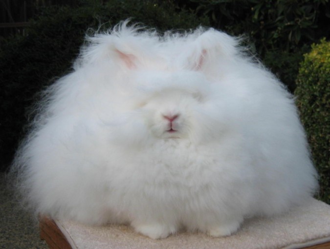 angora_rabbit